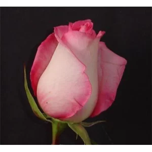 Роза "Price less"